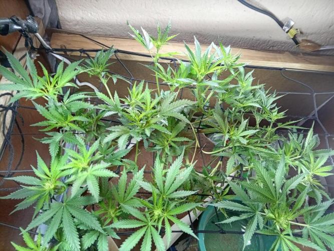 Critical. Week 4