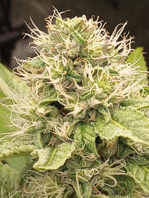 Flawless First Timer!!!. Week 5 - Strawberry Diesel!! Whoop Whoop.. 