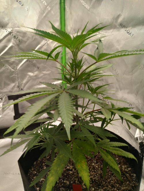 Flawless First Timer!!!. Week 5