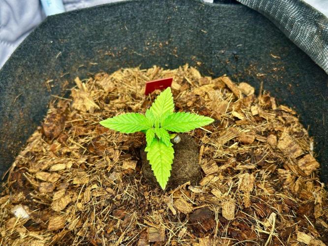 Fast Buds Auto Mix Pack RF3. Week 1 - Red 