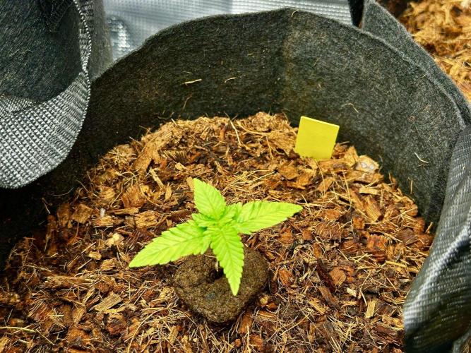 Fast Buds Auto Mix Pack RF3. Week 1 - Yellow 