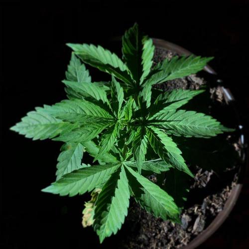 First grow but definitely not last :). Week 5