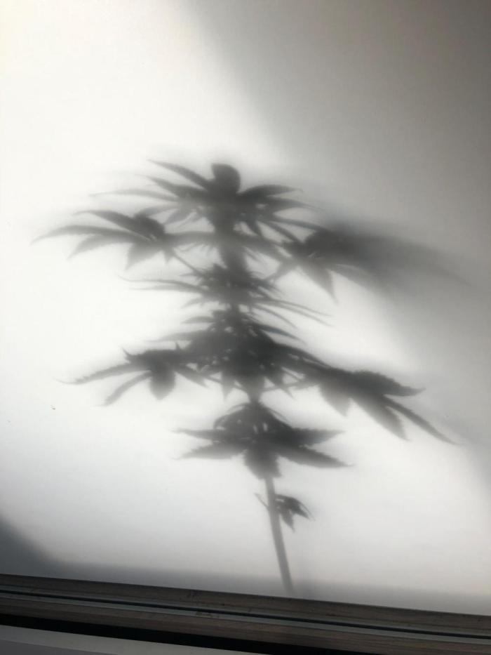 First grow but definitely not last :). Week 6