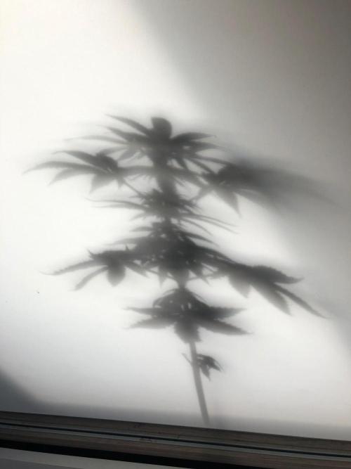 Northern Light Auto. Week 6