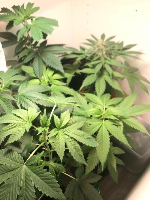 Full closet. Week 6