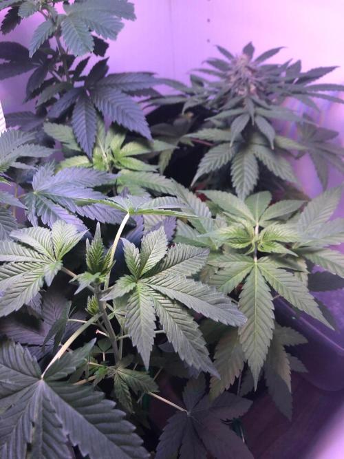Full closet. Week 6