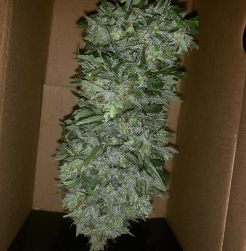 Full closet. Week 12