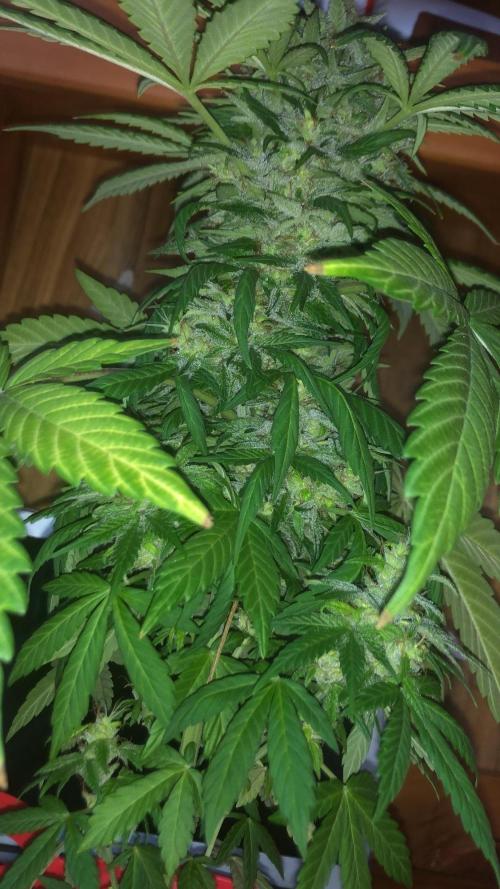 Full closet. Week 12
