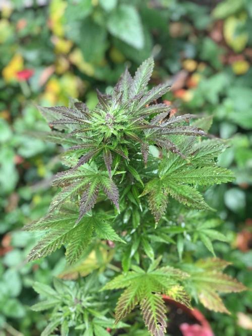 Purple one. Week 10