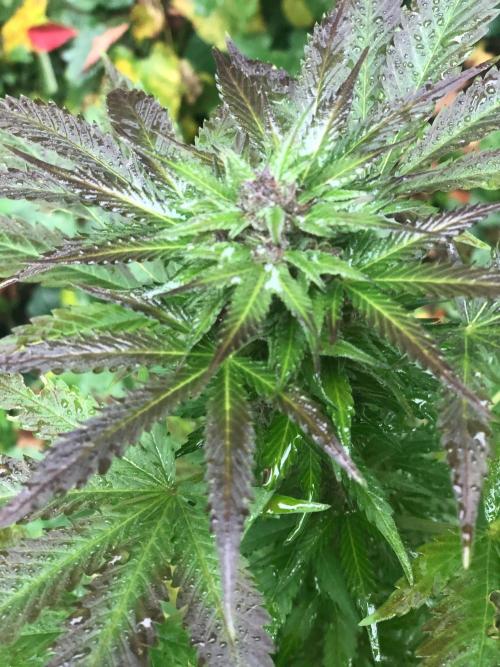 Purple one. Week 10
