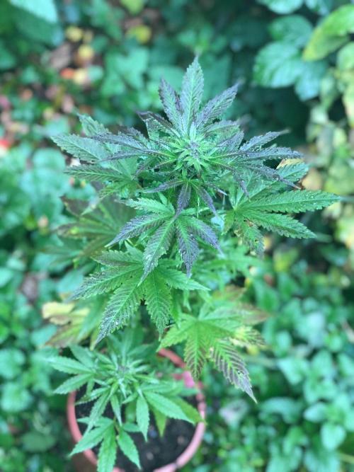 Purple one. Week 10