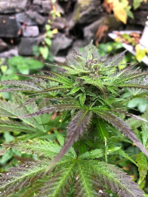 Purple one. Week 10