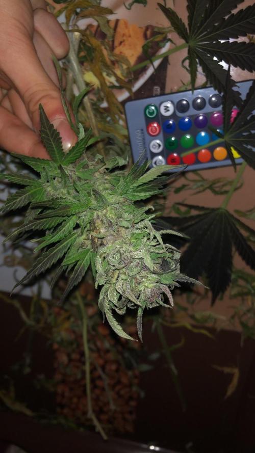 Purple one. Week 10
