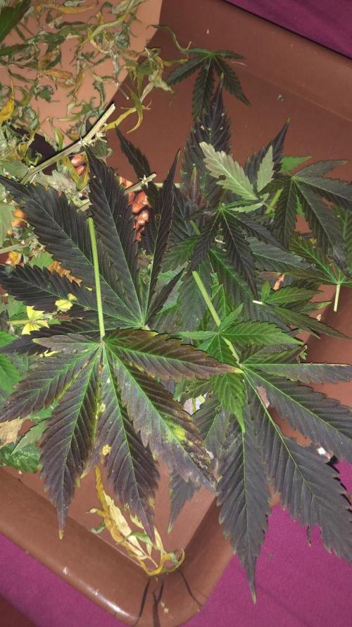 Purple one. Week 10