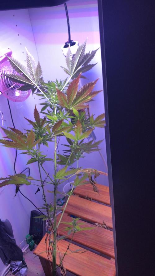 Purple one. Week 10