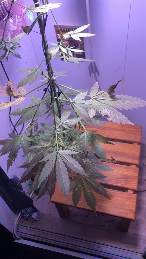 North Thunderfuck. Week 10