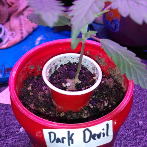 Satan in a can. Week 1