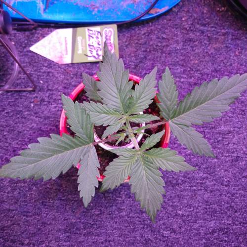 Satan in a can. Week 1