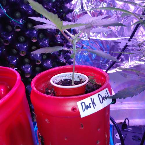 Satan in a can. Week 1