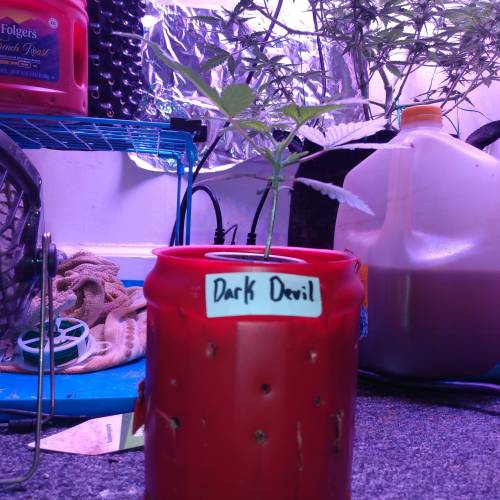 Satan in a can. Week 1