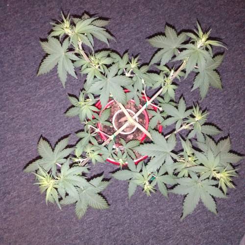 Satan in a can. Week 5