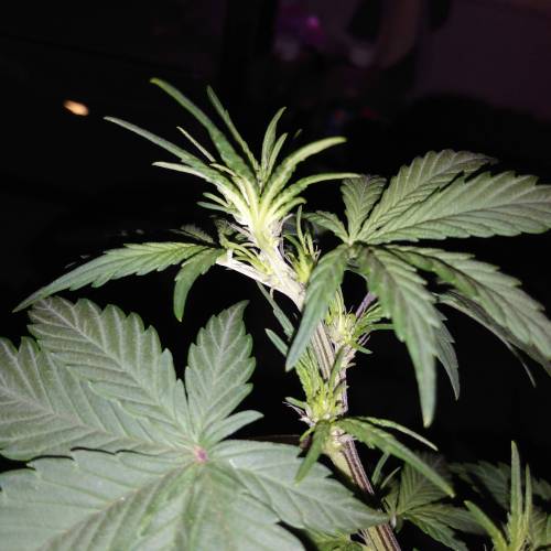 Satan in a can. Week 5