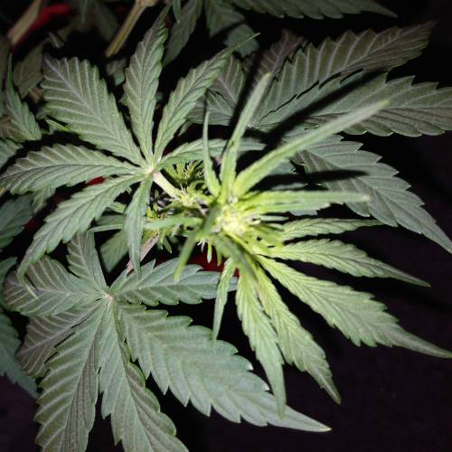 Satan in a can. Week 5