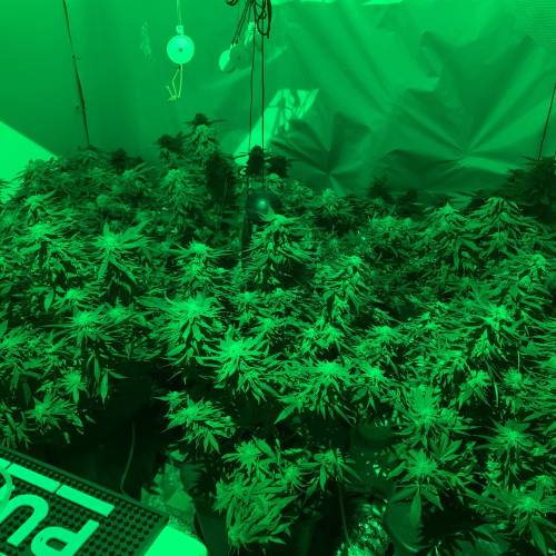 Pineapple Chunk, ShiskaBerry, The Incredible Bulk, Granddaddy Purple, Zkittlez grow journal by