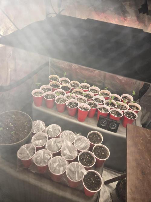 Z Banana cake. Week 0 - Low humidity 