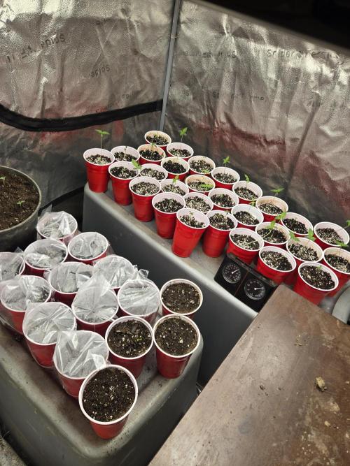 Z Banana cake. Week 0 - Heater added
Water bowl added