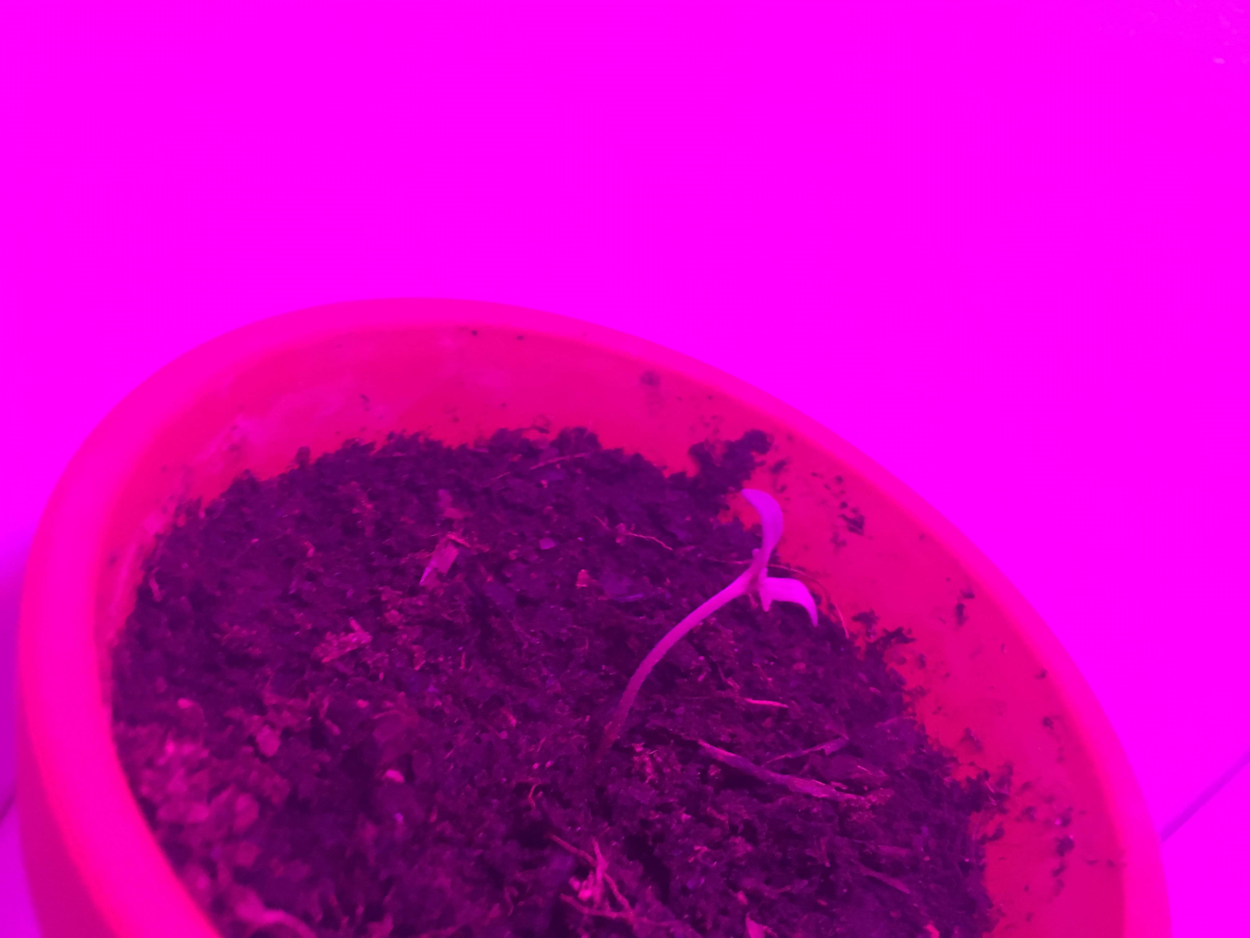 Zamnesia Seeds Purple Punch 3 grow diary (journal) 2 week1 by Npkrsca