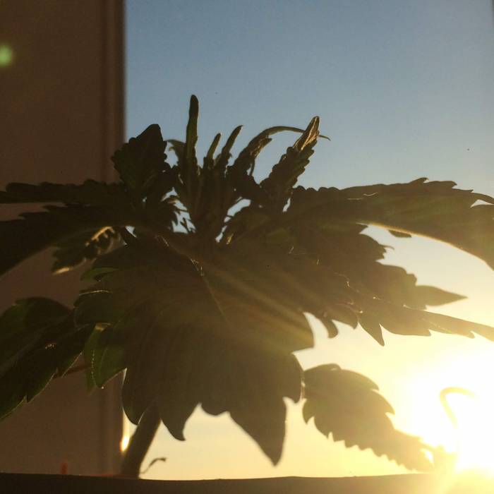 Первый опыт. Week 1