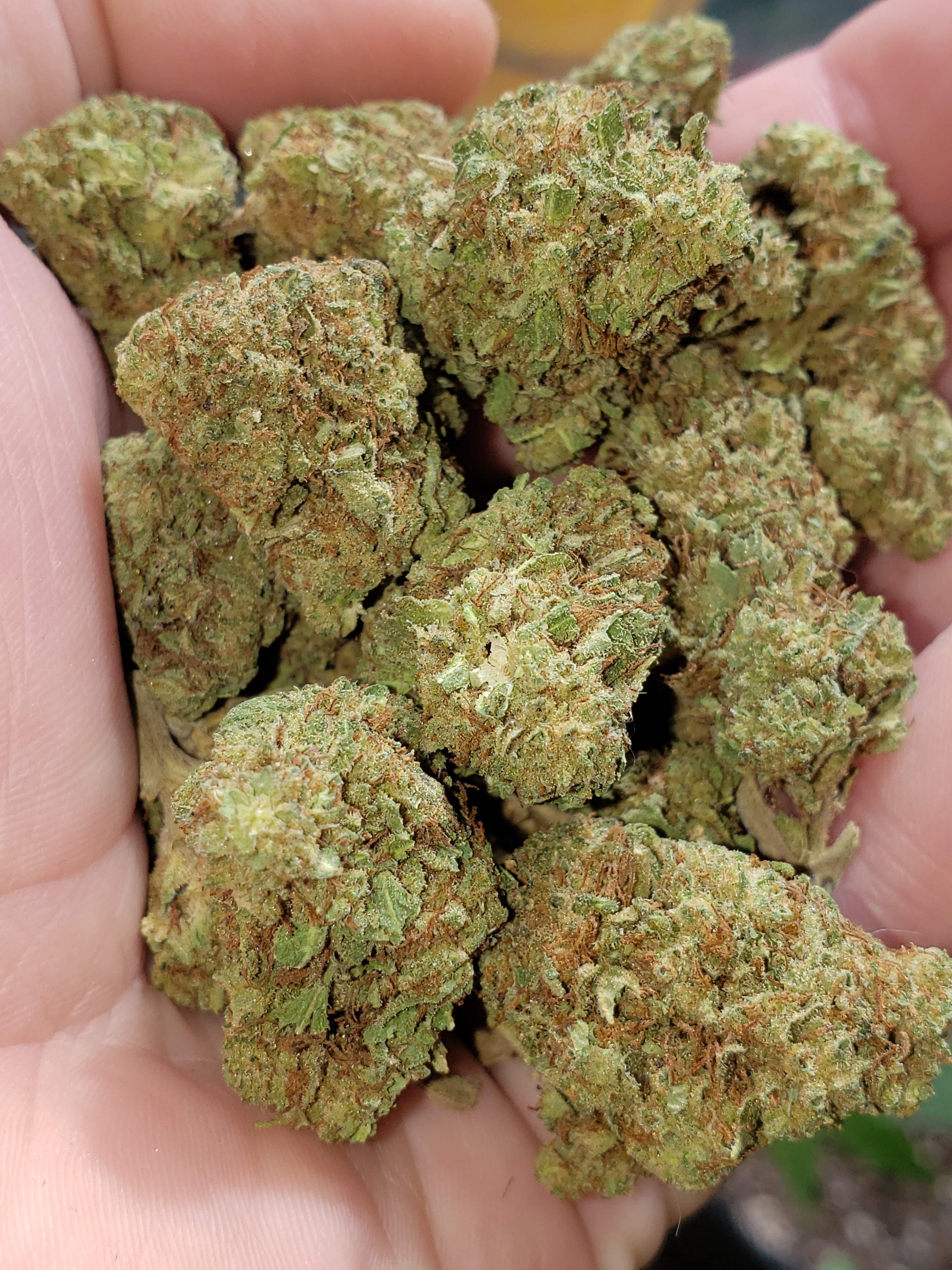 RoadKill Skunk, Blue Skunk, Chem Skunk, Skunk Star grow diary (journal