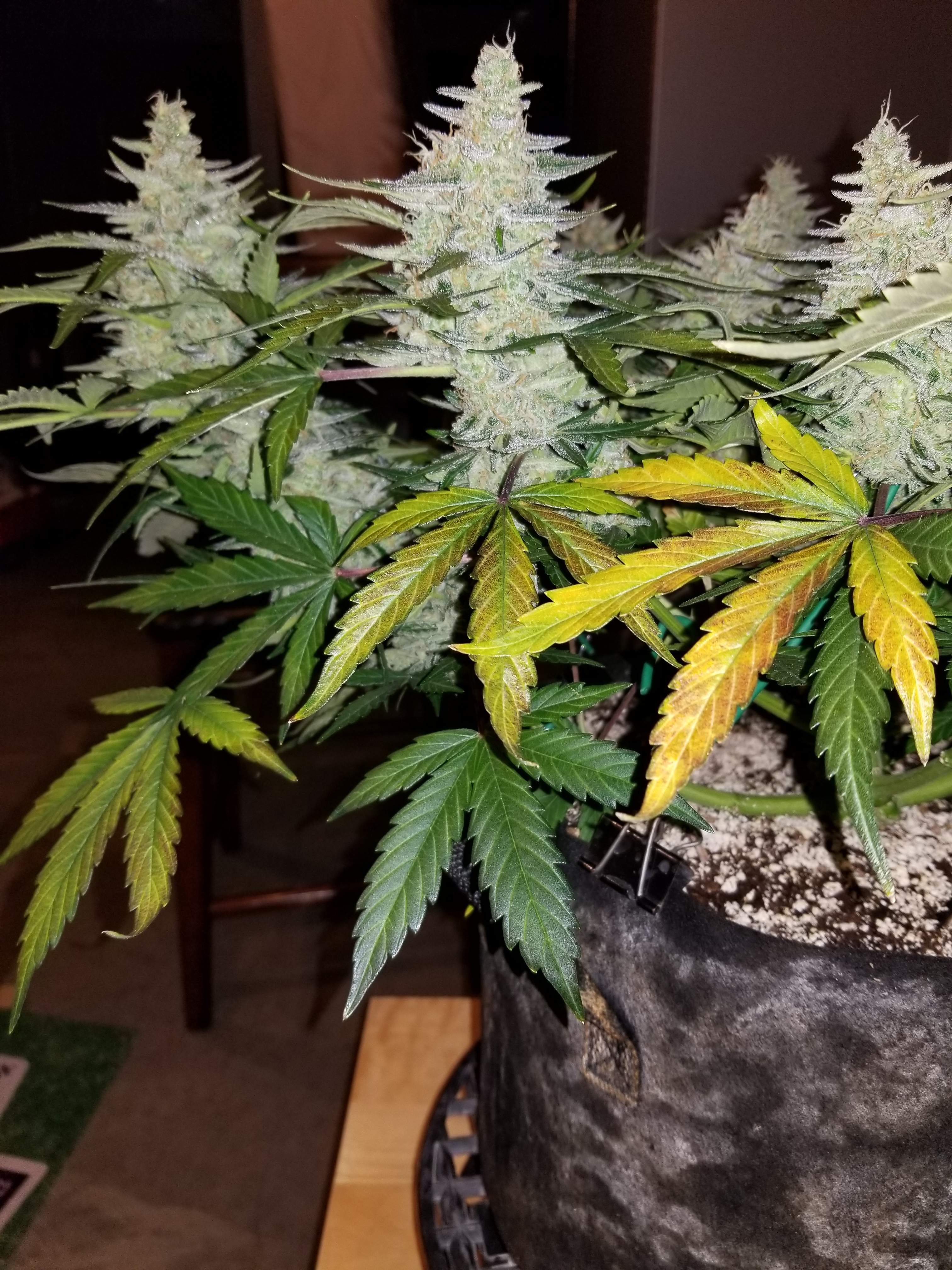 lambs breath auto grow diary (journal) week6 by gs350 GrowDiaries