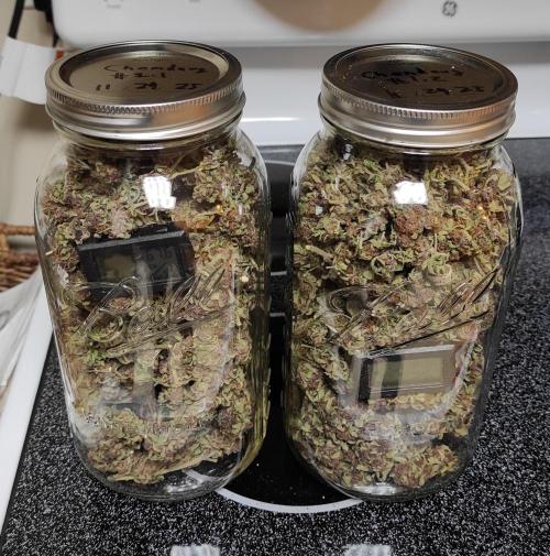 Chemdawg Summer 2025. Week 33 - Chemdawg #1 jarred