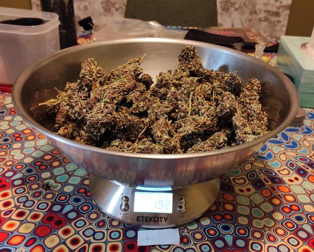 Chemdawg Summer 2025. Week 33 - Chemdawg #1 weight