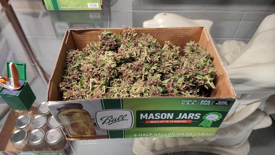 Chemdawg Summer 2025. Week 33 - Chemdawg #1 wet trimmed