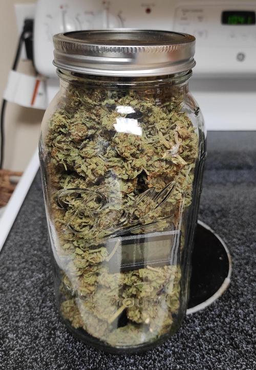 Chemdawg Summer 2025. Week 33 - Chemdawg #2 jarred