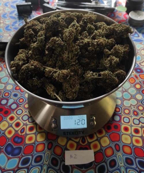 Chemdawg Summer 2025. Week 33 - Chemdawg #2 weight