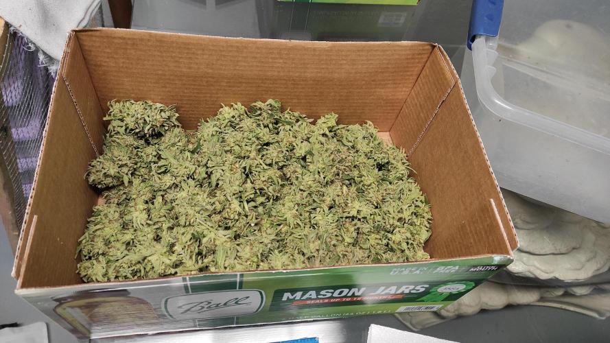 Chemdawg Summer 2025. Week 33 - Chemdawg #2 wet trimmed