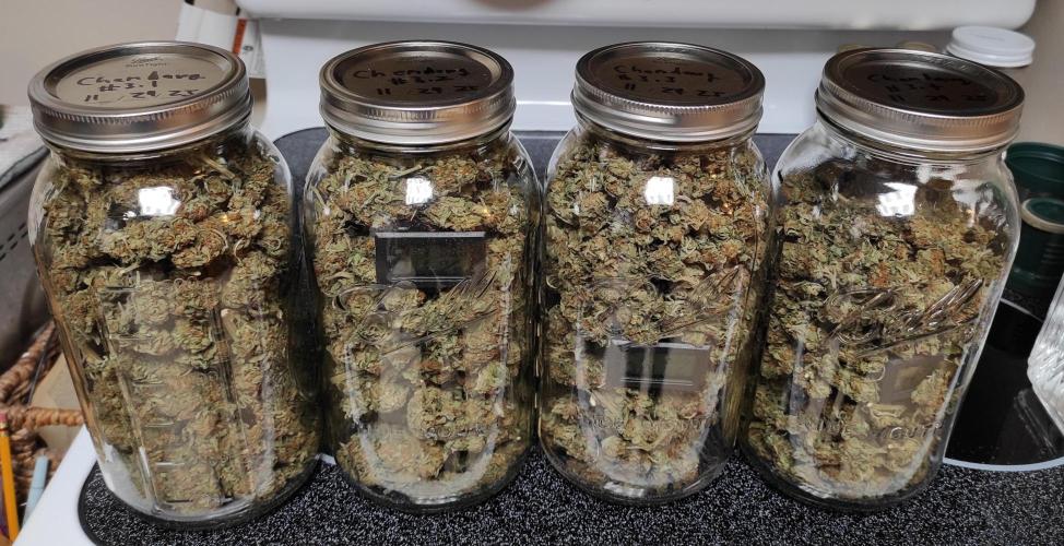 Chemdawg Summer 2025. Week 33 - Chemdawg #3 jarred