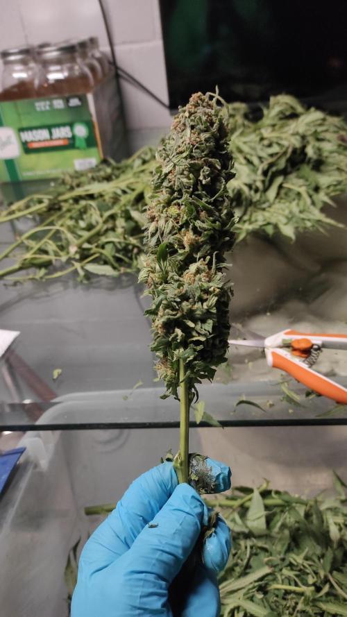 Chemdawg Summer 2025. Week 33 - Chemdawg #3 kola 1