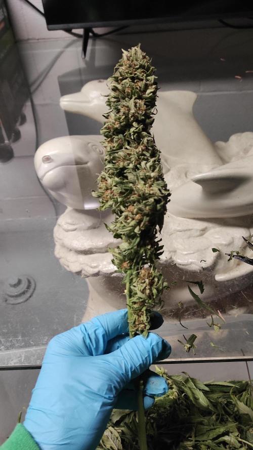 Chemdawg Summer 2025. Week 33 - Chemdawg #3 kola 2