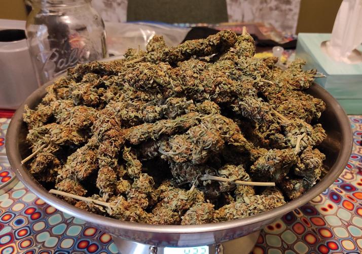 Chemdawg Summer 2025. Week 33 - Chemdawg #3 on scale