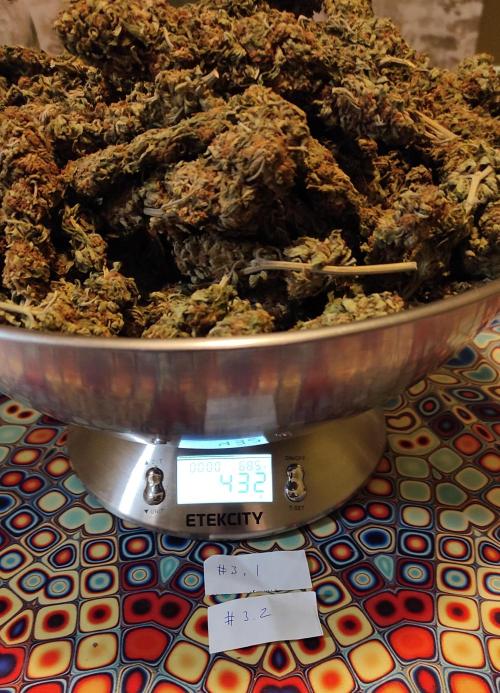 Chemdawg Summer 2025. Week 33 - Chemdawg #3 weight