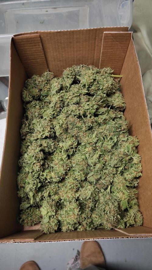 Chemdawg Summer 2025. Week 33 - Chemdawg #3 wet trimmed