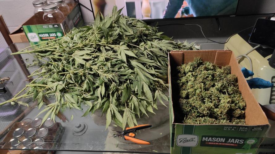 Chemdawg Summer 2025. Week 33 - Chemdawg #3 wet trimming