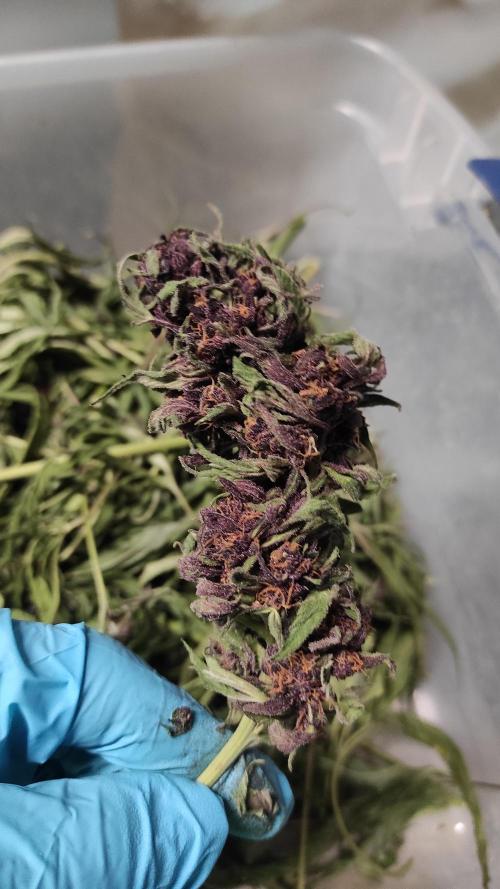 Chemdawg Summer 2025. Week 33 - Chemdawg #4 bud