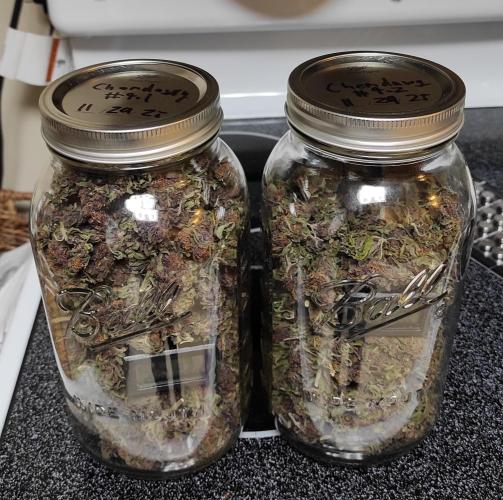 Chemdawg Summer 2025. Week 33 - Chemdawg #4 jarred