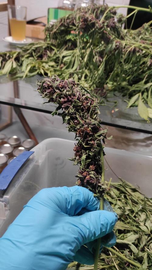 Chemdawg Summer 2025. Week 33 - Chemdawg #4 kola